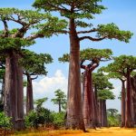 Allée-de-Baobab-Madagascar