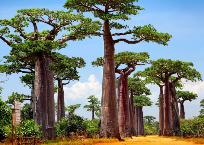 Allée-de-Baobab-Madagascar